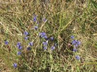 Blue Gentians